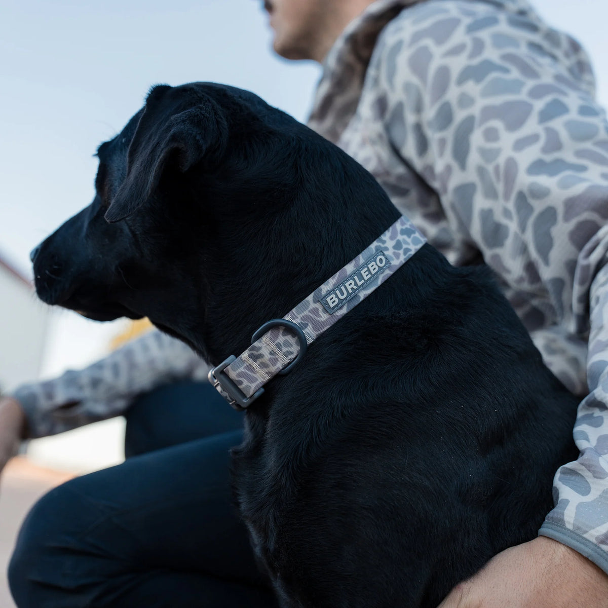 Dog Collar - Burlebo