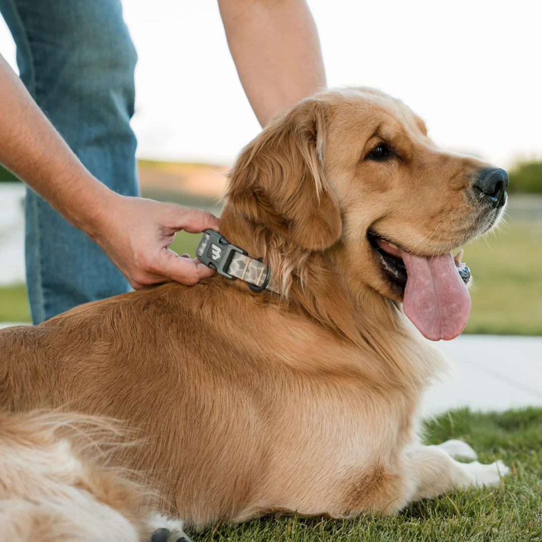 Dog Collar - Burlebo