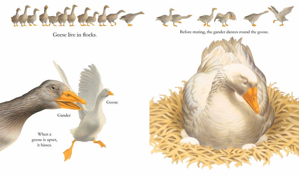 Farm Animals: 6.75 x 8 x 0.20 / Paperback Picture Book / 32