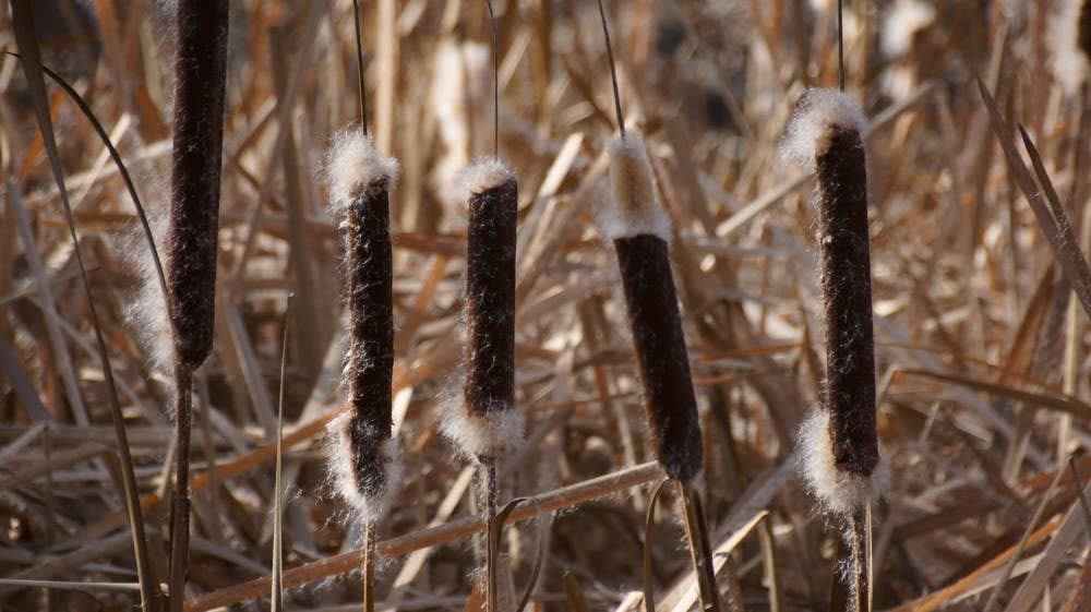 Outdoor Survival Skills | IPG