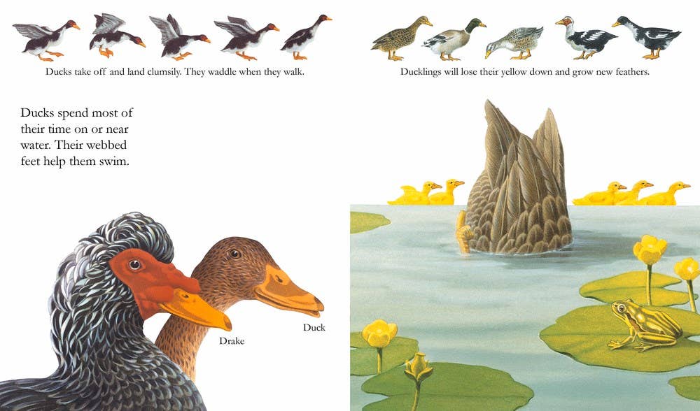 Farm Animals: 6.75 x 8 x 0.20 / Paperback Picture Book / 32